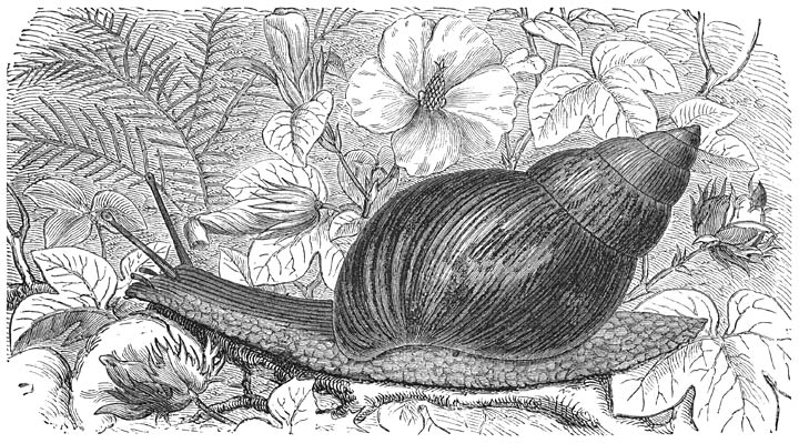 Agaathorenslak van Mauritius (Achatina mauritiania). Ware grootte.