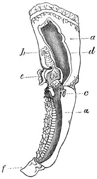 Dentalium, zonder schelp, overlangs doorgesneden, een weinig vergroot.