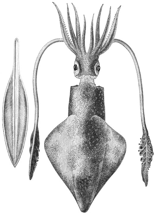 Gewone Pĳlinktvisch (Loligo vulgaris), daarnaast de hoornachtige rugplaat. Ware grootte.