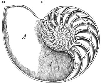 Schelp van Nautilius pompilius (naast de as doorgezaagd): A) Laatst bewoonde kamer. a) Met lucht gevulde kamers.  van de ware grootte.