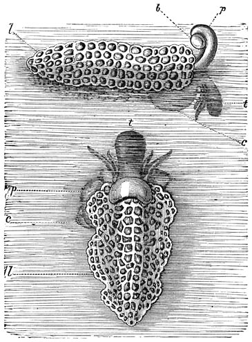 Brooze Kwalbootslak (Janthina fragilis), hangend aan haar op den waterspiegel drijvend vlot (l); van ter zijde en van boven gezien. Ware grootte.—t. Kop.—c. Schelp.—p. Voorste deel van den voet, waarmede (in de bovenste afbeelding) een (iets te dik geteekende) slijmblaas (b) aan den voorrand van het vlot wordt toegevoegd.