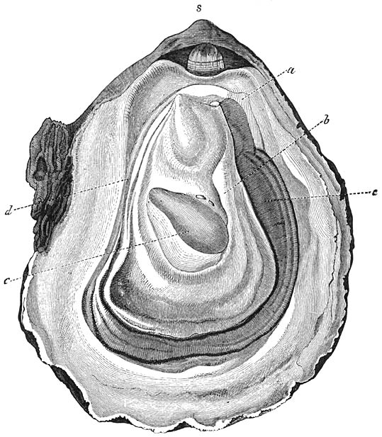 Gewone Oester (Ostrea edulis), geopend door bij s tusschen de schelpkleppen een mes te steken en dit een weinig te draaien, totdat de slotband is doorgesneden, het vervolgens langs de binnenste oppervlakte van de platte bovenklep voort te schuiven tot in c, waar men eenigen weerstand ontmoet, veroorzaakt door de sluitspier, die men door een heen en weer gaande beweging van het mes van de platte schelpklep losmaakt; deze klep kan vervolgens gemakkelijk verwijderd worden. De weeke deelen liggen nu in de bolle of linker klep en bedekken—wegens het sterk inkrimpen van den mantel, die zich bij het onbeschadigde dier tot aan den rand der schelp uitstrekt—slechts een klein deel van haar binnenvlakte, in de afbeelding begrensd door 4 lijnen, waarvan de kortste onder het slot ligt. Dit is de „slotzijde” van den romp, de „vis--vis” van de „tegenslotzijde”; bij a is het begin van de „buikzijde”, bij d het midden van de „rugzijde” van den romp. Een deel van den mantel is innig vergroeid met den romp en heet „mantelschijf”; een ander deel (de „mantelzoomen”) strekt zich, behalve aan de slotzijde, voorbij den romp uit. Om de organen, die aan de buikzijde en tegenslotzijde tusschen de hier zeer breede mantelzoomen liggen, zichtbaar te maken is de rechter mantelzoom (b) in de afbeelding grootendeels omgeslagen, terwijl de linker (a) zich nog op zijn gewone plaats bevindt. Men ziet nu bij a de „mondlappen”, die ten getale van 2 paar aangehecht zijn aan weerszijden van de diep verborgen mondopening, die men onder het vereenigingspunt der beide mantelzoomen zou ontdekken na het omslaan van de beide rechter mondlappen. Onder deze organen beginnen de 2 paar kieuwplaten, die zich tot aan het begin van de rugzijde uitstrekken, waar de beide mantelzoomen onderling vereenigd zijn. Boven dit vereenigingspunt bevindt zich de kloakopening en daarachter de opening van den endeldarm. Onderling gescheiden, doch smal, loopen de beide mantelzoomen langs de rugzijde omhoog. Gewoonlijk wordt de Oester voor het gebruik gereed gemaakt door het wegsnijden van de breede mantelzoomen en de kieuwplaten, die gezamenlijk onder den naam van „baard” bekend zijn. De baard is aan de buikzijde met den romp vereenigd, hoewel boven de kieuwen kanalen overblijven, die het water afvoeren, dat door het sponsachtige weefsel van de ademhalingsorganen heendringt. Deze kanalen vereenigen zich bij het begin van de tegenslotzijde tot de kloakkamer, die hier tusschen den baard en den romp gelegen is. De sluitspier (door de oesterkweekers „stoel” genoemd) bestaat uit twee gedeelten: het bovenste (c) schijnt te dienen voor het gesloten houden, het onderste (in de afbeelding lichter van tint) voor het snel sluiten van de schelp. Een njarige Oester heeft 25, een tweejarige 50, een driejarige 70  90 mM. middellijn.