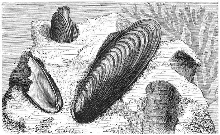 Steendadel (Lithodomus lithophagus). Ware grootte.