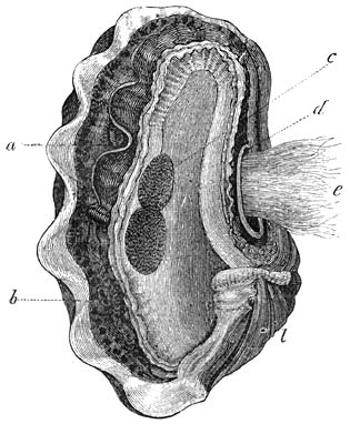 Tridacna mutica. Ware grootte.