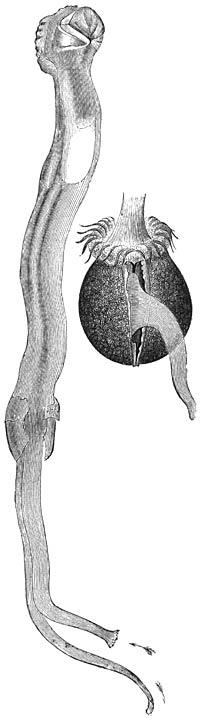 Paalworm (Teredo fatalis); ware grootte.—Rechts: de larve; vergr.—De bevruchte eieren ontwikkelen zich in de mantelholte van het wijfje tot kleine larven, die, voorzien van een als zwemorgaan dienend kopscherm en van een tweekleppige schelp, door de kloakopening het lichaam van de moeder verlaten. In de Noordzee komen zij ongeveer in ’t einde van Juni voor. Weldra vestigen zij zich in een spleet van een paal en veranderen reeds in 8  14 dagen in uiterst kleine Paalwormen, die geheel den vorm van het volwassen dier hebben en beginnen nu de gang te boren, die zij niet meer zullen verlaten.