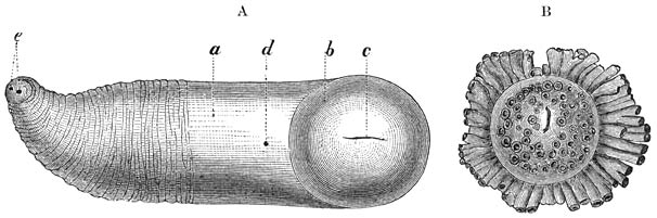 A. Scheededragende Gieterschelp (Aspergillum vaginiferum), na verwijdering van de 12  15 cM. lange kalkkoker. Het dier verkeert in sterk samengetrokken toestand. De geheel gesloten mantel (a) eindigt van voren (naar onderen met betrekking tot den zeebodem) in een soort van schijf, met een fijne spleet (c) in het midden, tegenover een spleet in den kalkkoker. Iets verder naar achteren (bij b) bevindt zich een fijne opening voor het uitsteken van den spits eindigenden, kleinen voet. De achterste helft van den mantel vertoont dwarse rimpels en aan ’t einde de siphonale openingen (e). Deze soort bewoont de Roode Zee.—B. Voorste (in ’t zand bedolven) deel van de Javaansche Gieterschelp (Aspergillum javanum). Ware grootte. Het geheele dier wordt 13  16 cM. lang.