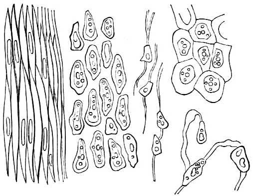 Cross section of edge of large artery.