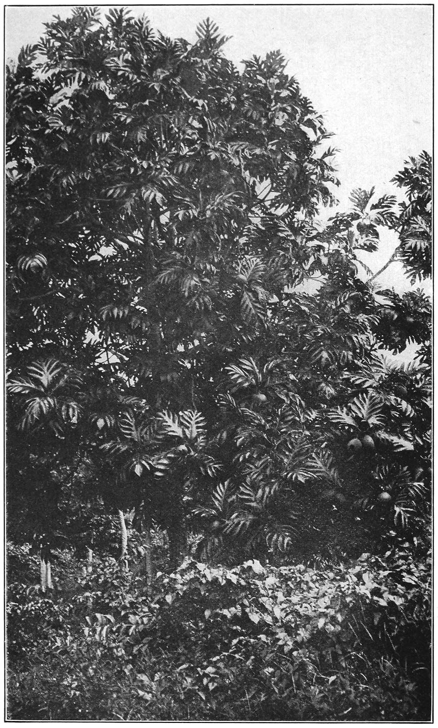 BREADFRUIT-TREES