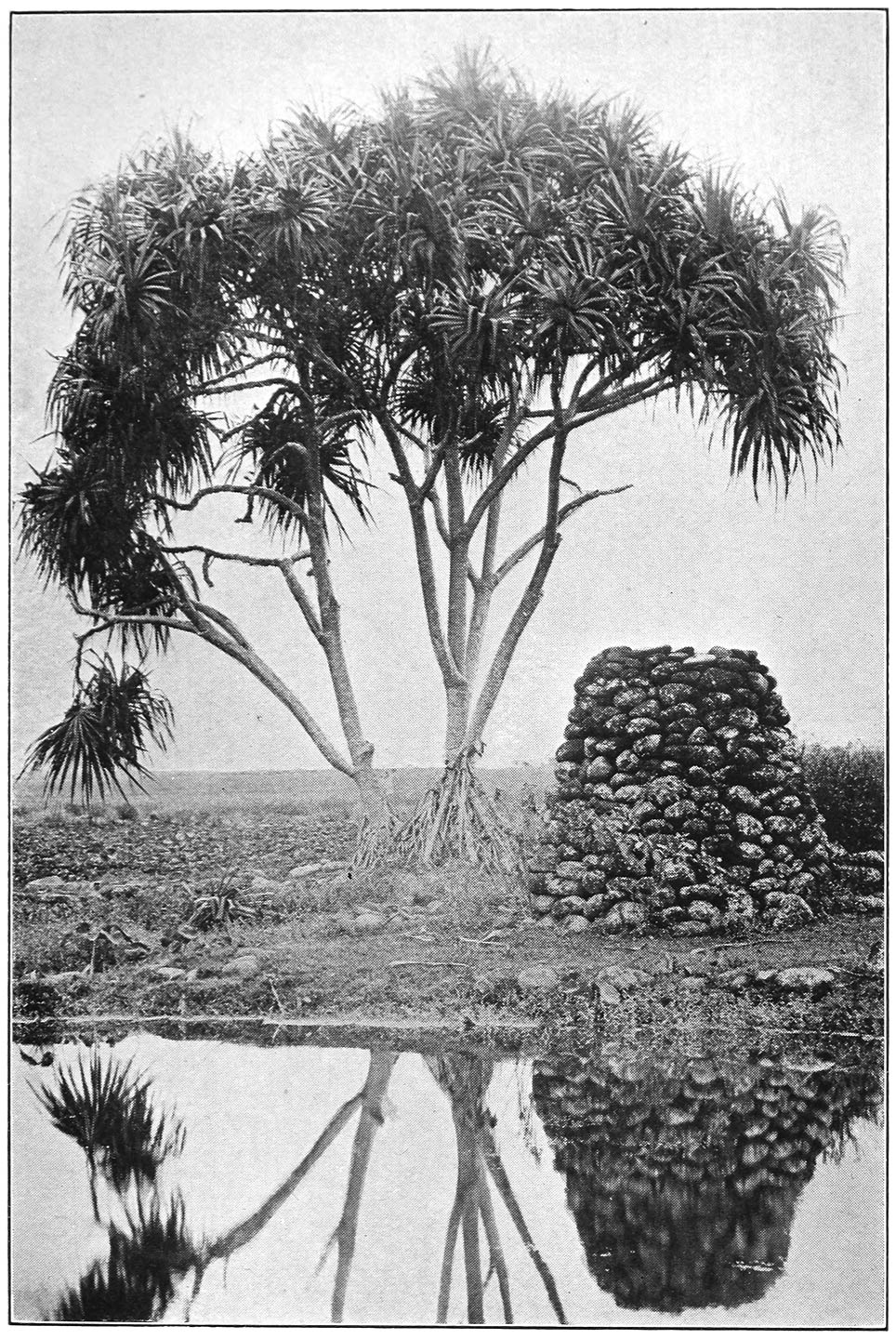 AN ALTAR BENEATH THE LAHALA