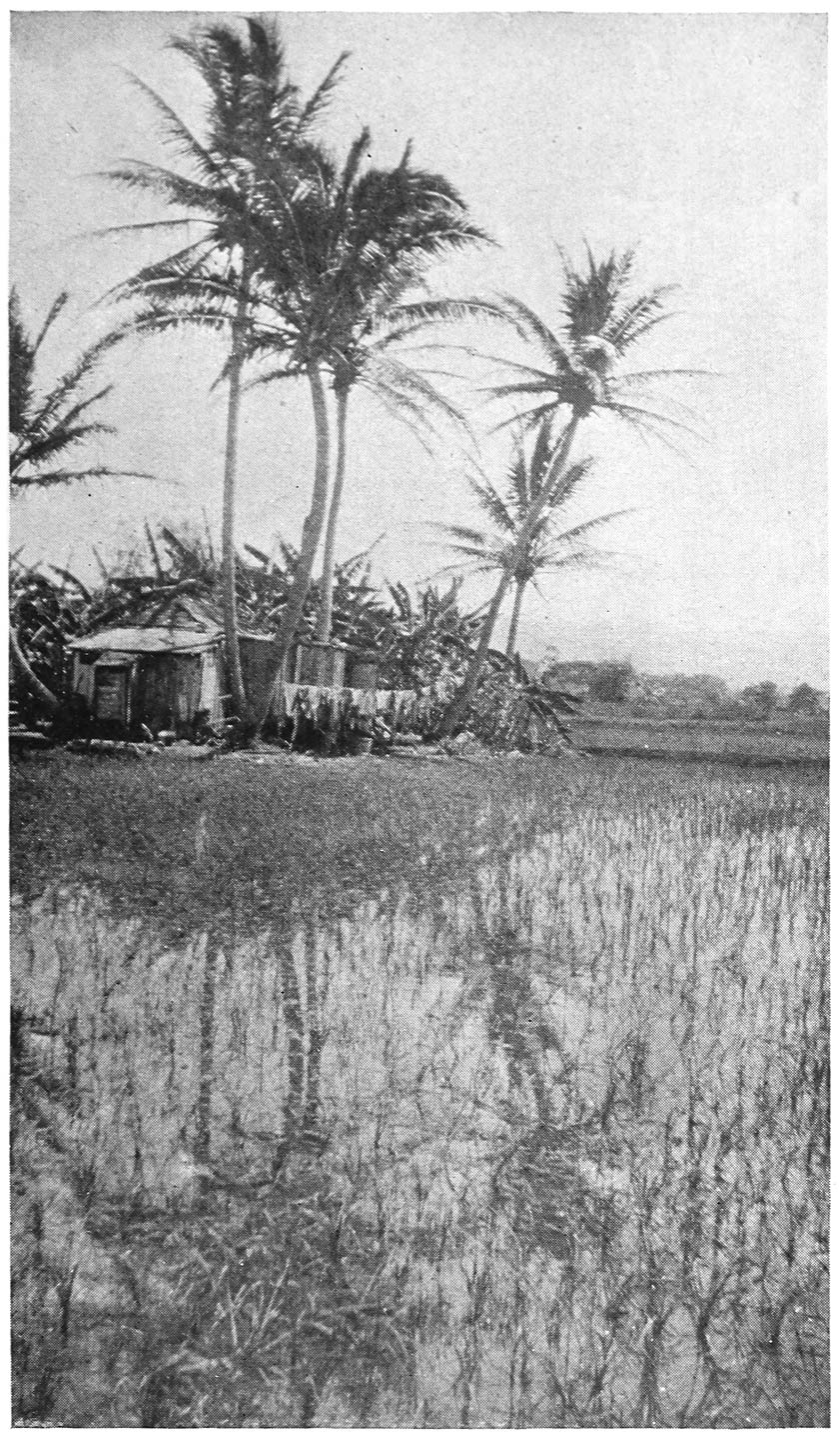 RICE FIELDS AND COCONUT-TREES—AIEA