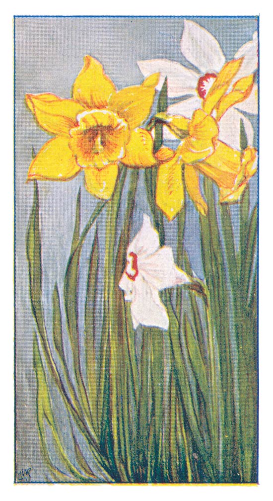 Narcissen.