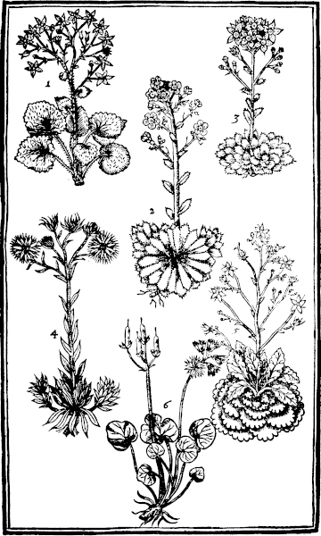 Page 233: Sanicle, Nauelwort, Sedum, Moonwort.