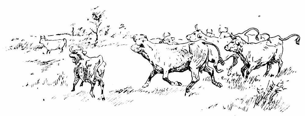 Herd of cows