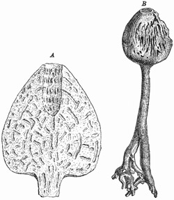 Fig. 56.