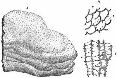 Fig. 191.