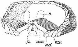 Fig. 358.