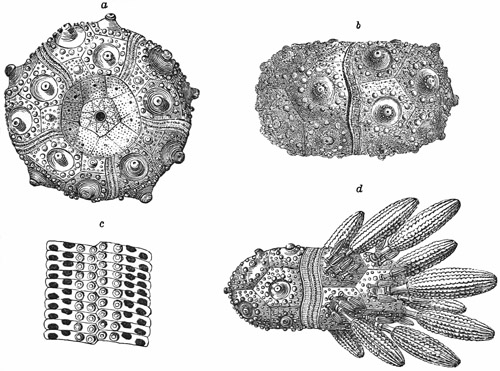 Fig. 378.