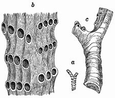 Fig. 443.