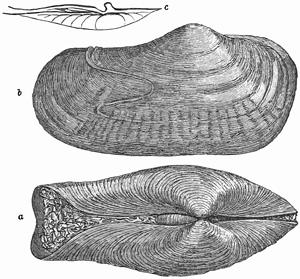 Fig. 738.