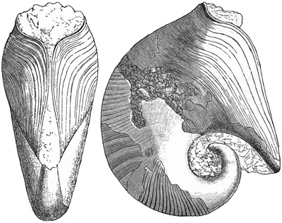 Fig. 1048.