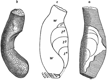 Fig. 1049.