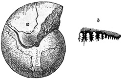 Fig. 1136.