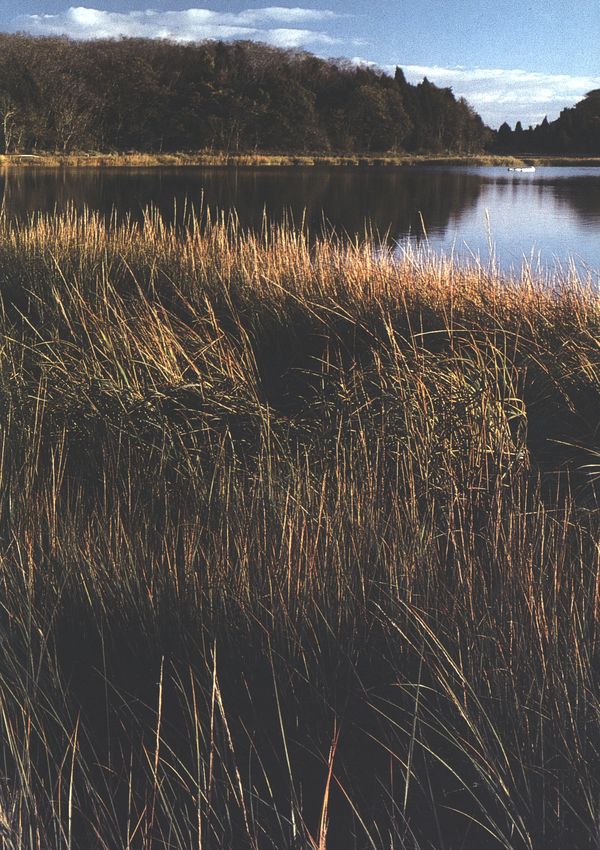 (Pond with marshy shoreline.)