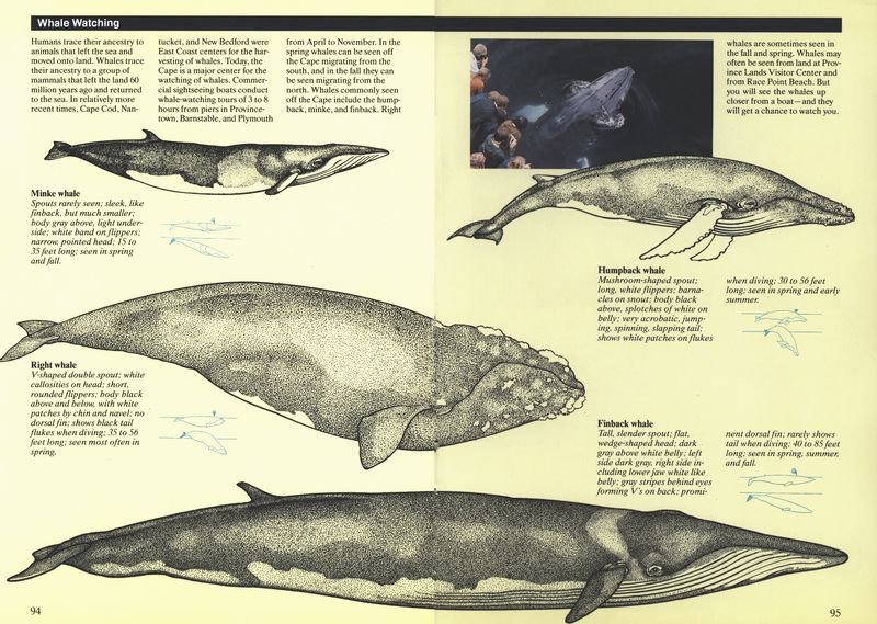 (Minke whale. Right whale.
  Humpback whale. Finback whale.)