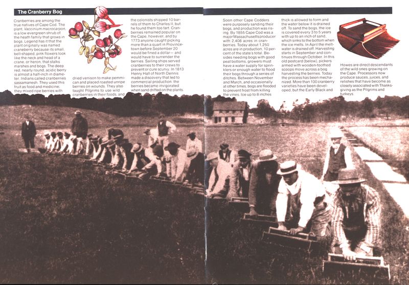 (The cranberry plant.
  Cranberry pickers. Mechanical picker.)