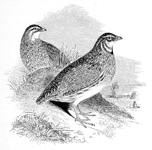 The Quail