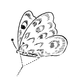 butterfly kite