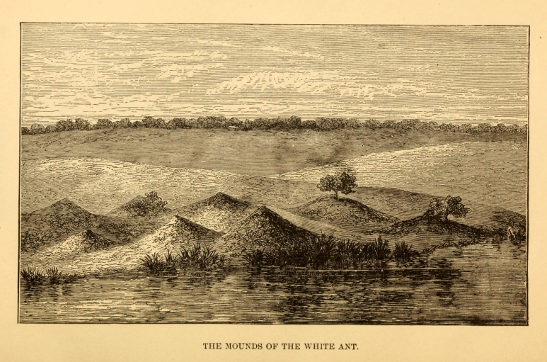 THE MOUNDS OF THE WHITE ANT.