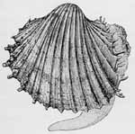 cockle.jpg