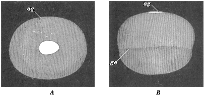 Embryonic vesicle of a seven-days-old rabbit with oval embryonic shield (ag).