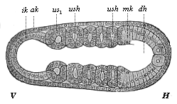 Embryo of the amphioxus, twenty hours old, with five somites.