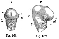 Figs. 168 and 169. Head of a chick embryo, of the third day.