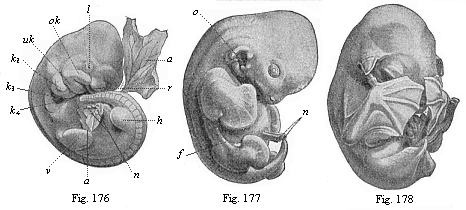 Figs. 176-178. Embryos of the bat (Vespertilio murinus) at three different stages.