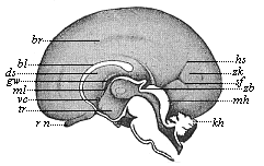 Brain of a human embryo, twenty-four weeks old, halved in the median plane: right hemisphere seen from inside.