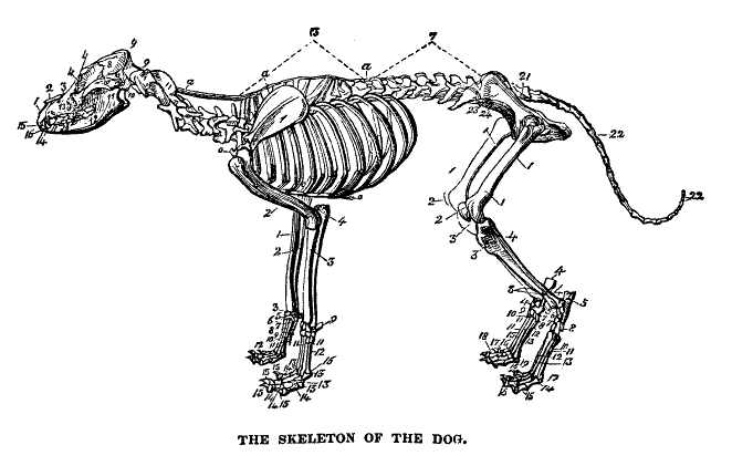 Skeleton of a dog